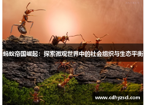 蚂蚁帝国崛起：探索微观世界中的社会组织与生态平衡